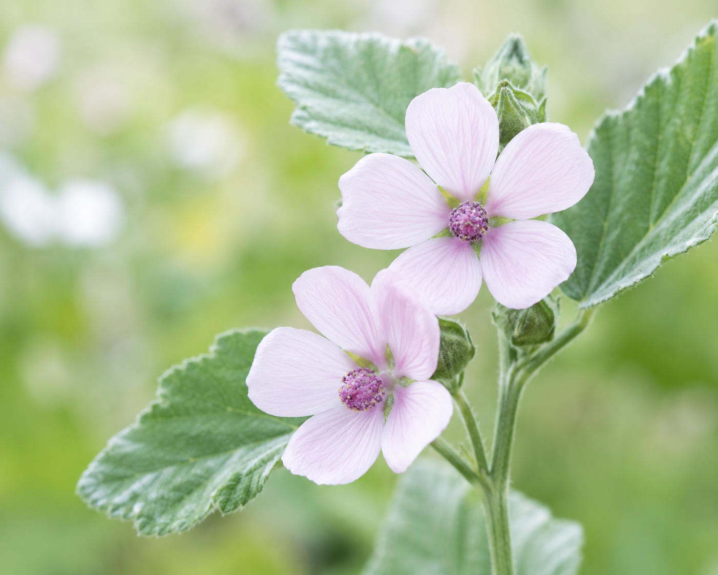 Marshmallow Root — NervEase ingredient