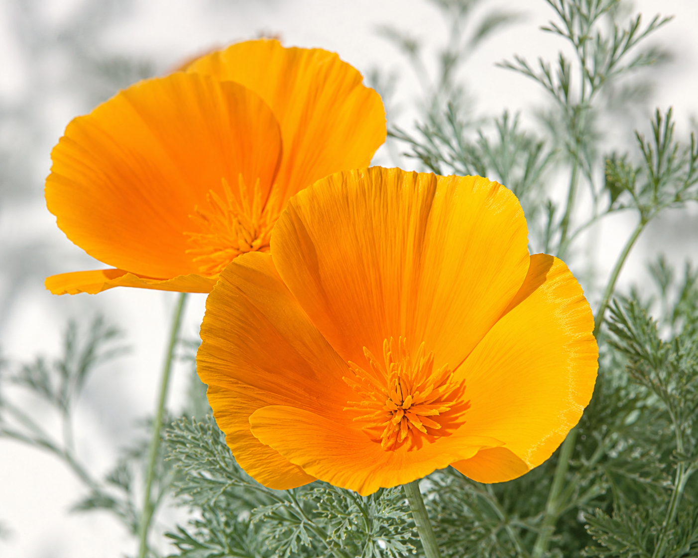 California Poppy — NervEase ingredient