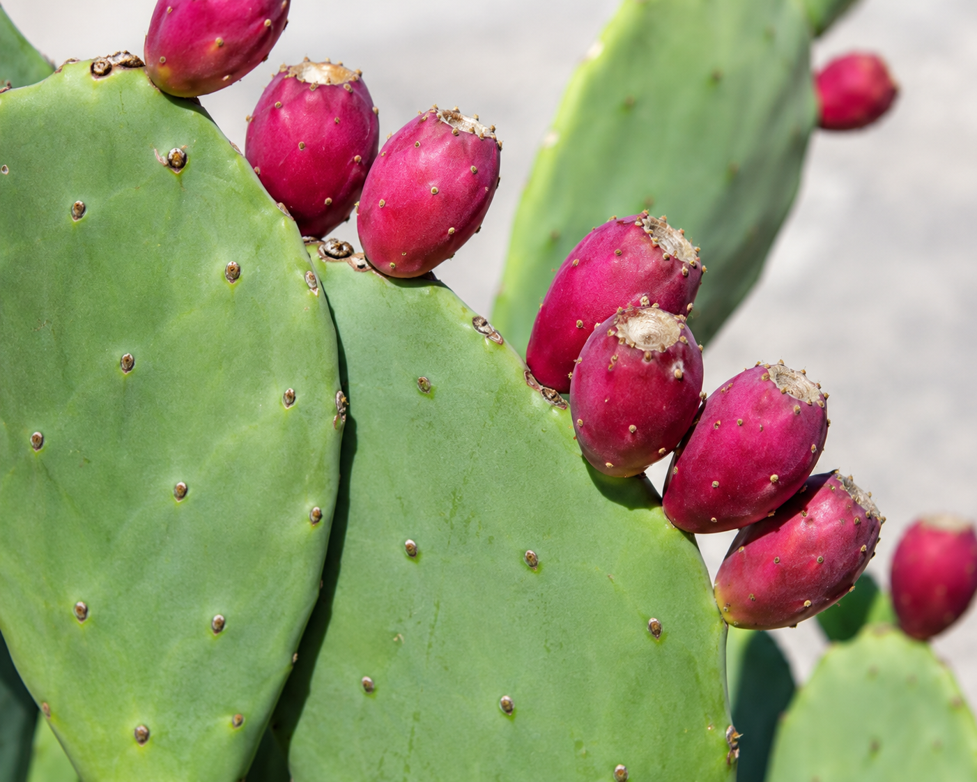 Prickly Pear — NervEase ingredient