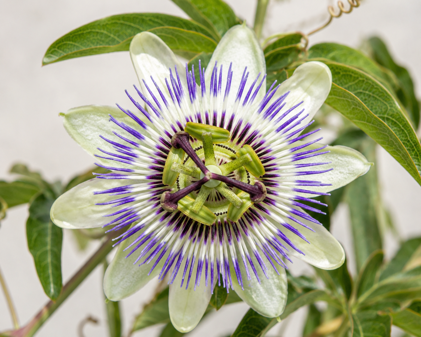 Passionflower — NervEase ingredient