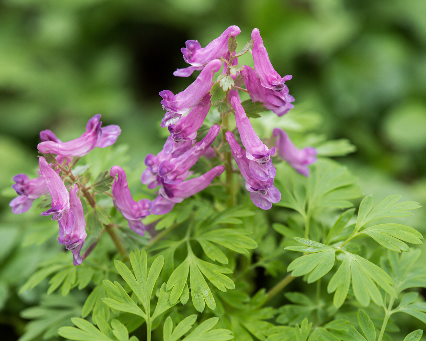 Corydalis plant — NervEase ingredient
